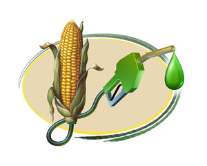 Production of biofuels from corn