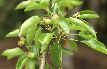 young fruits of unripe pear on a branch in the garden
