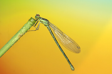 dragonfly insect on a stick