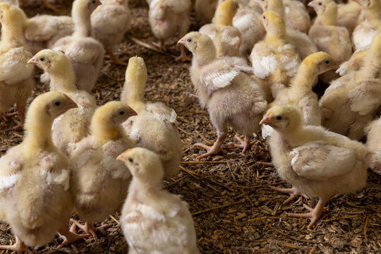 small chickens in down and feathers during cultivation at a poultry farm, chicks run around on the litter