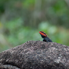 Red-headed Rock Agama on Boulder