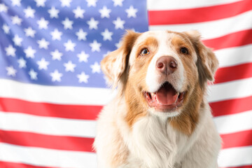 Cute dog against flag of USA