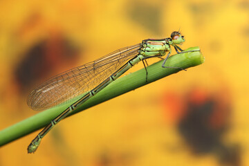 dragonfly insect on a stick