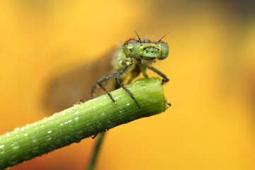 dragonfly insect on a stick