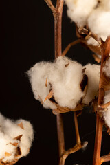 a flower of natural cotton on a black background, a branch of a cotton plant with a large number of white flowers