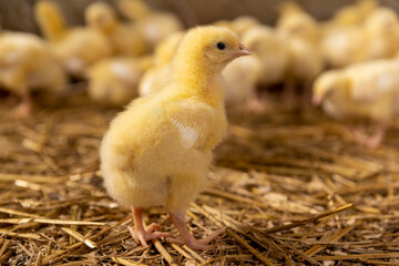 small hatched chickens in a poultry farm without cages on a litter of sawdust, chicken chicks about three days old
