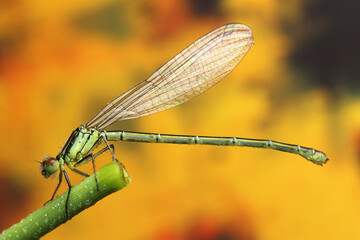 dragonfly insect on a stick