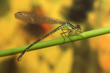 dragonfly insect on a stick