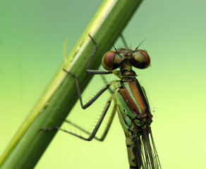 dragonfly insect on a stick