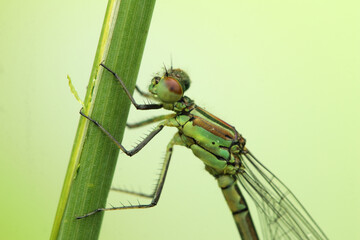 dragonfly insect on a stick