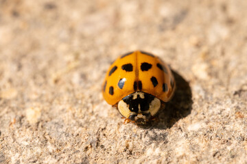 Macro of lady bug on a stone underground in the sunshine, casting a shadow. Selective focus.