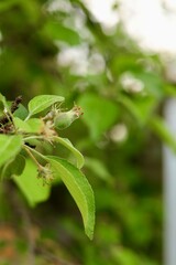 young fruits of unripe pear on a branch in the garden

