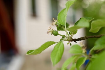 young fruits of unripe pear on a branch in the garden
