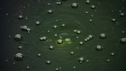 Marsh gas, hydrogen sulfide rises from the depths of a silted pond