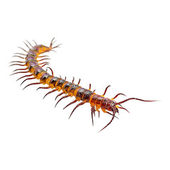 Fototapeta premium Giant Centipede Detailed Macro Photography of an Exotic Arthropod