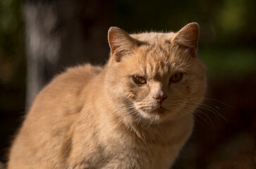 portrait of a cat