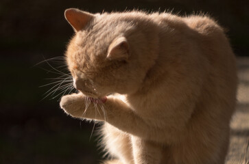 portrait of a cat