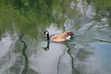 close-up lone Canada goose swimming across placid pond leaves trail of ripples in wake