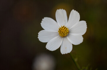 white daisy flower