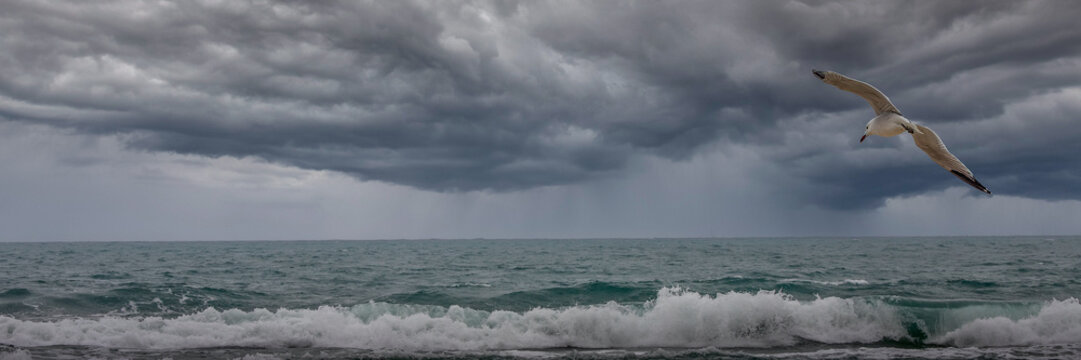 Seagull in Flight Over Wild Stormy Ocean Waves Under Dark Sky - Powered by Adobe