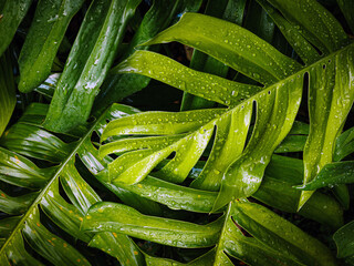 Monstera background, Fresh green leaves of monstera or split-leaf philodendron. The tropical...