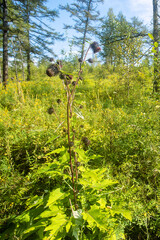 Black Thistle Inflorescence. Seaside meadows of the Sea of Japan. Forest meadow, mixed forest. A fruiting plant, August. Khabarovsk region