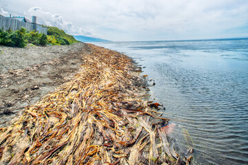 Foggy autumn Sea of Japan. The pebble beach in the area of kelp forests with abundant residues of...