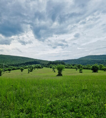 Fototapeta premium Landscape with green field