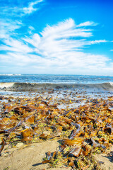 Foggy autumn Sea of Japan. The pebble beach in the area of kelp forests with abundant residues of...