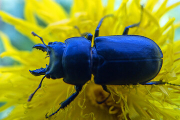 Lesser stag beetle Dorcus on southern Sakhalin in a deciduous forest. Sakhalin Island in the Sea of...