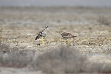Single and pair of stone-curlew (Burhinus oedicnemus) captured in close-up in their natural habitat