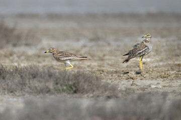 Single and pair of stone-curlew (Burhinus oedicnemus) captured in close-up in their natural habitat