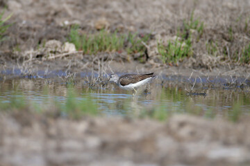 Single and pair of green sandpiper (Tringa ochropus) photographed close-up on the bank of a stream