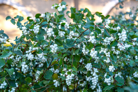 Indian currant, waxberry (Symphoricarpos albus) with fruits