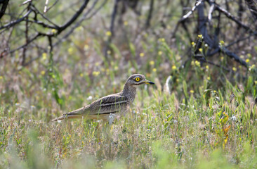 Single and pair of stone-curlew (Burhinus oedicnemus) captured in close-up in their natural habitat