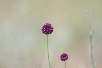 Thickets of ball-head onion (Allium sphaerocephalon) on a mountainside among grass and blue flax flowers