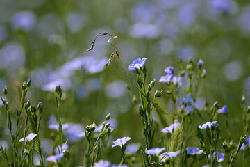 Flowers and stems of Linum (flax) taken close-up in daylight