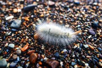 A very funny but very harmful fluffy caterpillar of pale tussock (Calliteara pudibunda). Caterpillar (white form). Europe moths. Pest of fruit crops. The coast of the Sea of Japan, Sakhalin