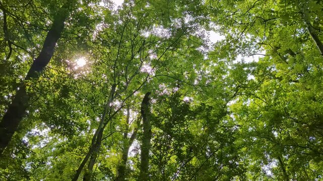 Serene 4K footage capturing a lush, green tree canopy from below, with sunlight filtering through dense foliage, creating a peaceful, natural atmosphere in a forest setting