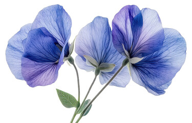 Blue butterfly pea flower isolated on transparent background. PNG.