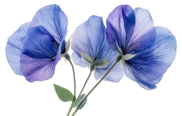 Blue butterfly pea flower isolated on transparent background. PNG.