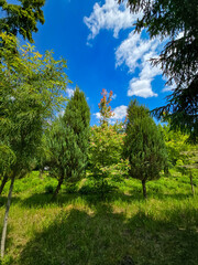 Paradise Oasis Blooming Botanical Garden in Sunlight