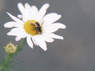Fototapeta premium bee on daisy