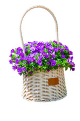 Calibrachoa Trixi Petticoat aka Million Bells.Grandiflora royal pelargonium cultivar Burghi plant isolate on transparent background.