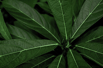 Green leaves, providing a textured nature background. An exotic greenery, arboretum and botanical patterns.