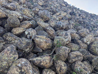 Close-up view of a large heap of freshly harvested sugar beets. The roots are covered in soil and still have traces of greenery. The image captures the post-harvest stage of agricultural production