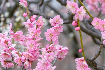 満開の紅梅が彩る春の風景