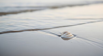 A single seashell on smooth wet sand with shallow water reflections in soft neutral tones. Ultra-minimalist, calming