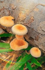 Beautiful and lovely forest mushrooms.

