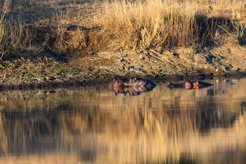 a hippo calf resting ontop of his mothers back